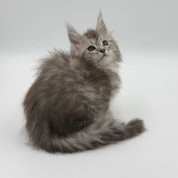 Maine Coon Mantra