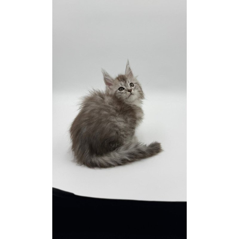 Maine Coon Mantra