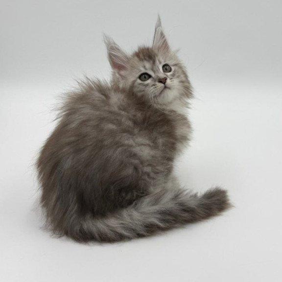 Maine Coon Mantra