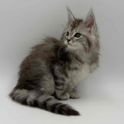 Maine Coon Mantra