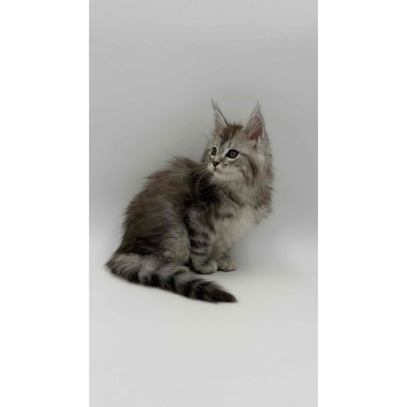 Maine Coon Mantra