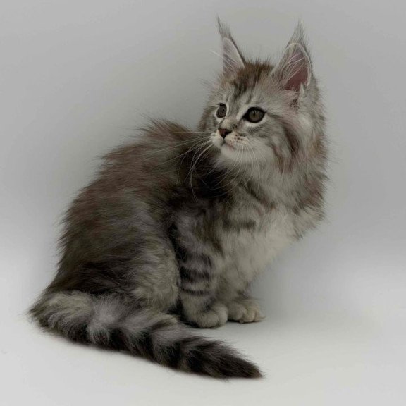 Maine Coon Mantra