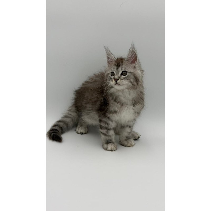 Maine Coon Mantra