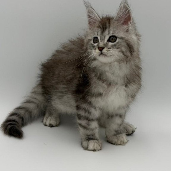 Maine Coon Mantra