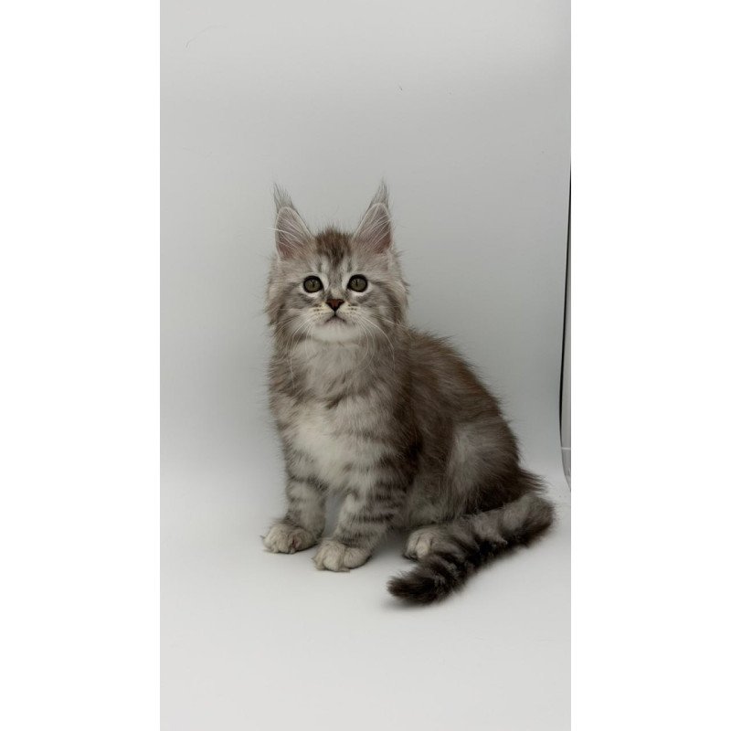 Maine Coon Mantra