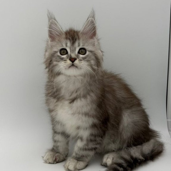 Maine Coon Mantra