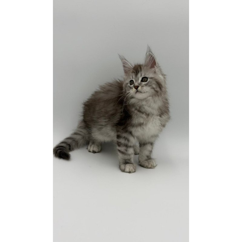 Maine Coon Mantra