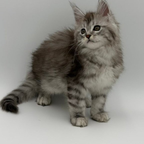 Maine Coon Mantra