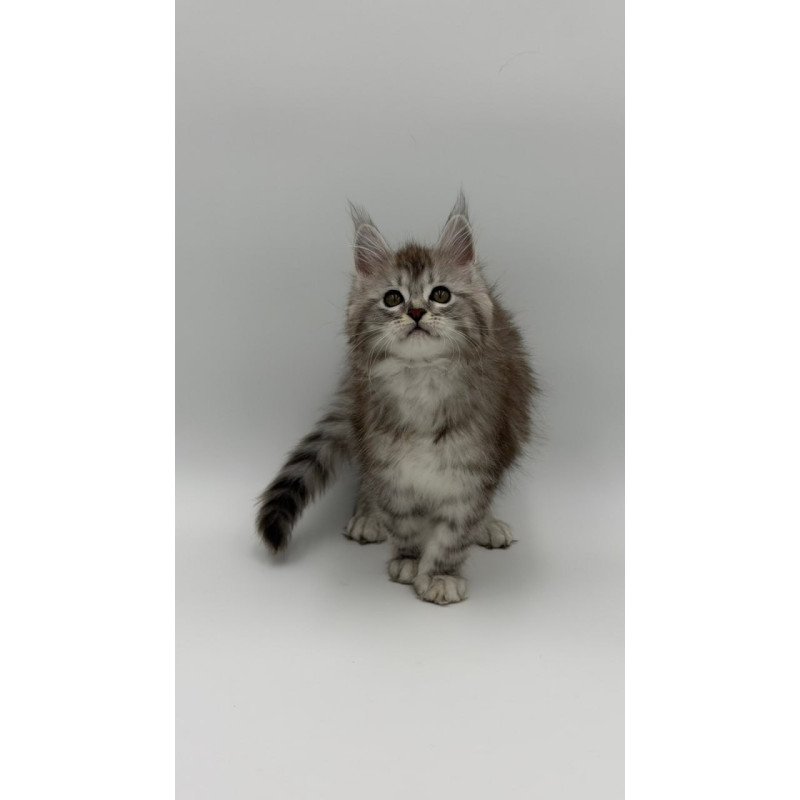 Maine Coon Mantra