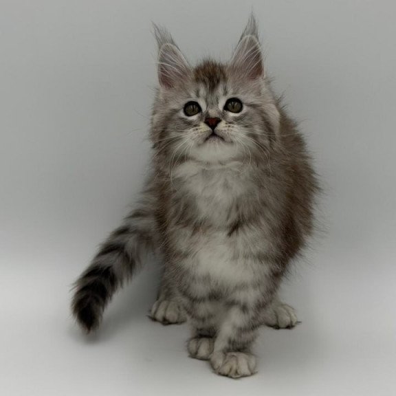 Maine Coon Mantra