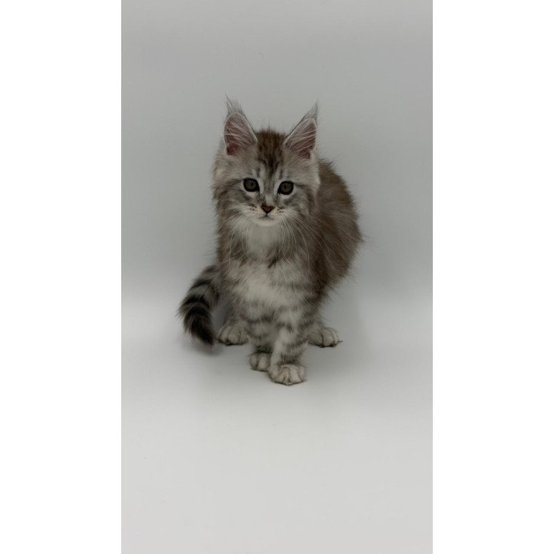 Maine Coon Mantra