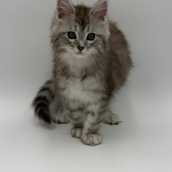 Maine Coon Mantra