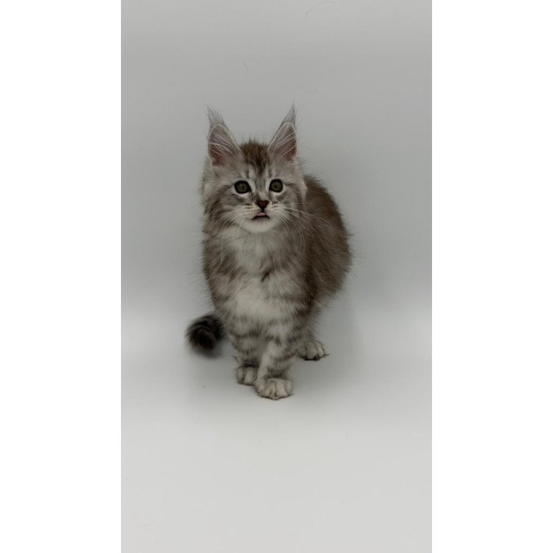 Maine Coon Mantra