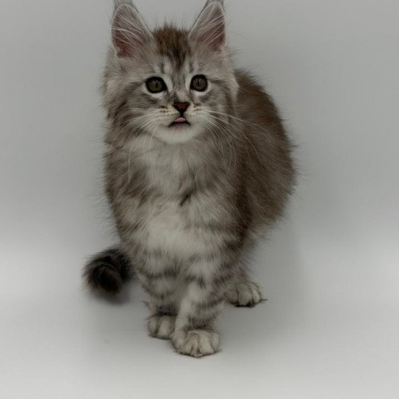 Maine Coon Mantra