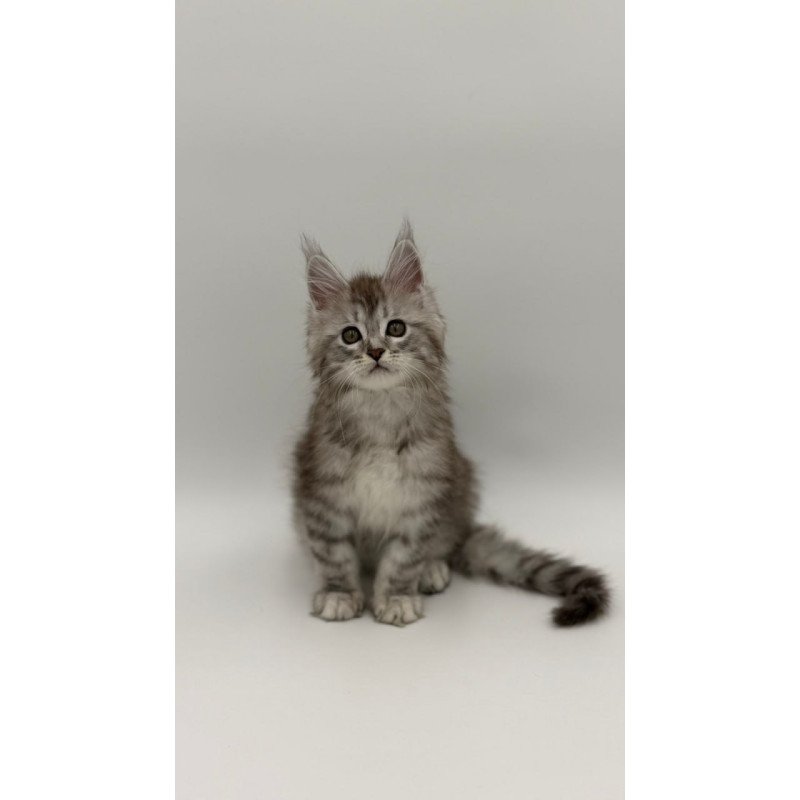 Maine Coon Mantra