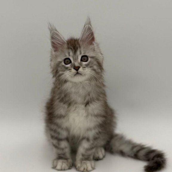Maine Coon Mantra