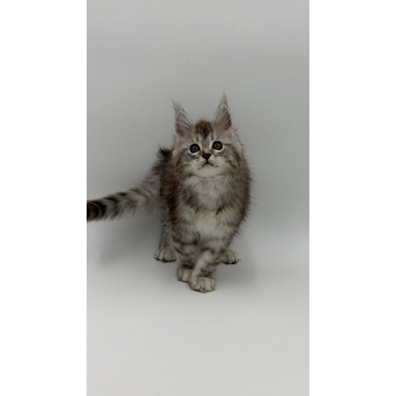 Maine Coon Mantra