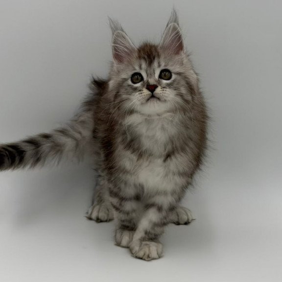 Maine Coon Mantra