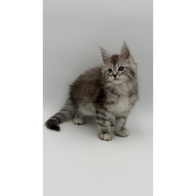 Maine Coon Mantra