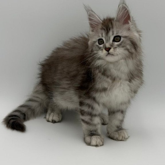 Maine Coon Mantra