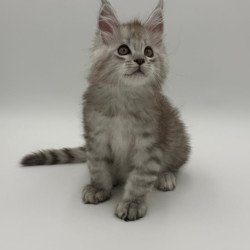 Maine Coon Million