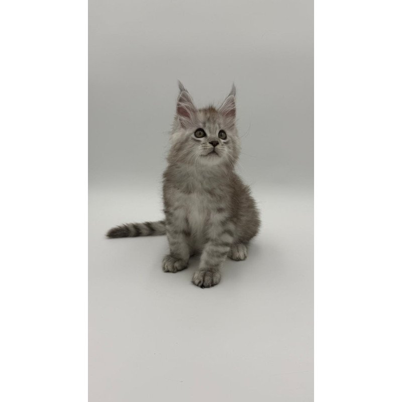 Maine Coon Million