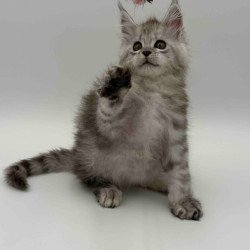 Maine Coon Million