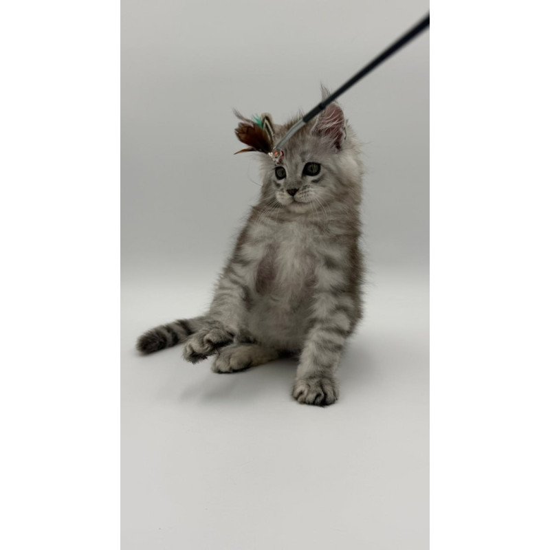 Maine Coon Million