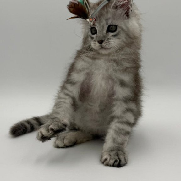 Maine Coon Million