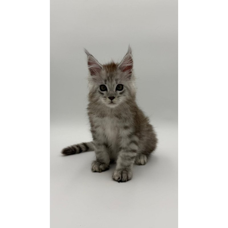 Maine Coon Million