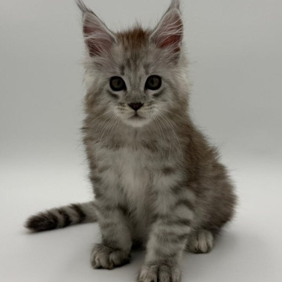 Maine Coon Million