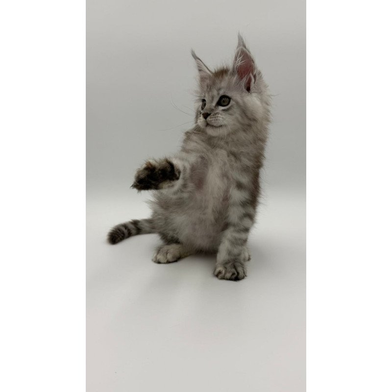 Maine Coon Million