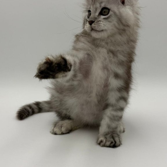 Maine Coon Million