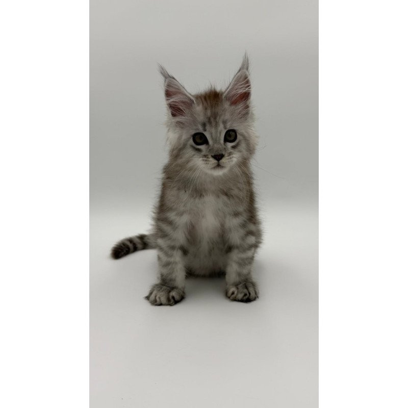 Maine Coon Million