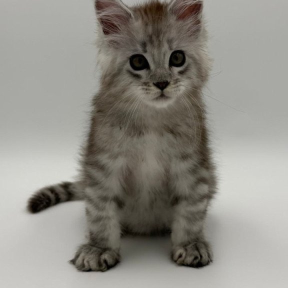 Maine Coon Million
