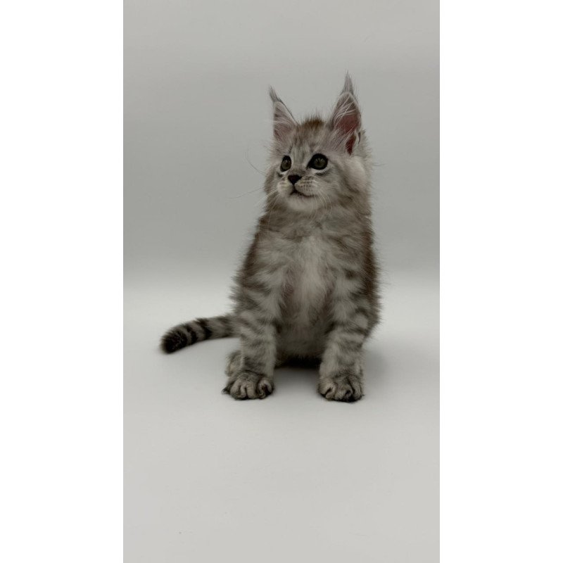 Maine Coon Million