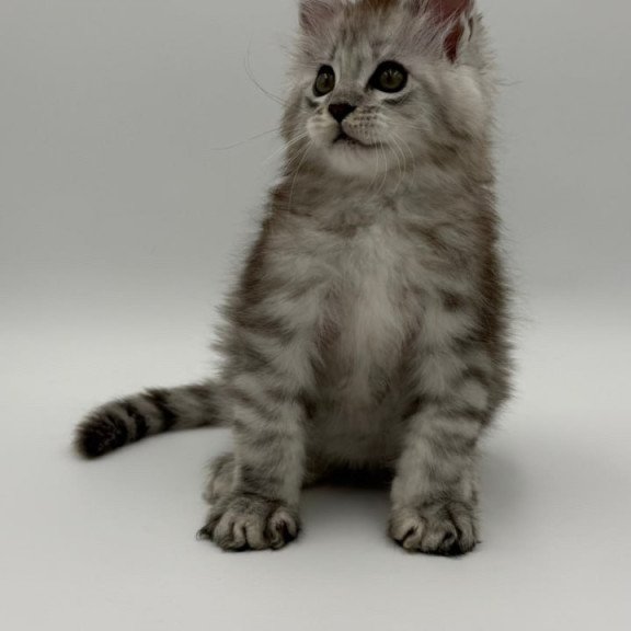 Maine Coon Million