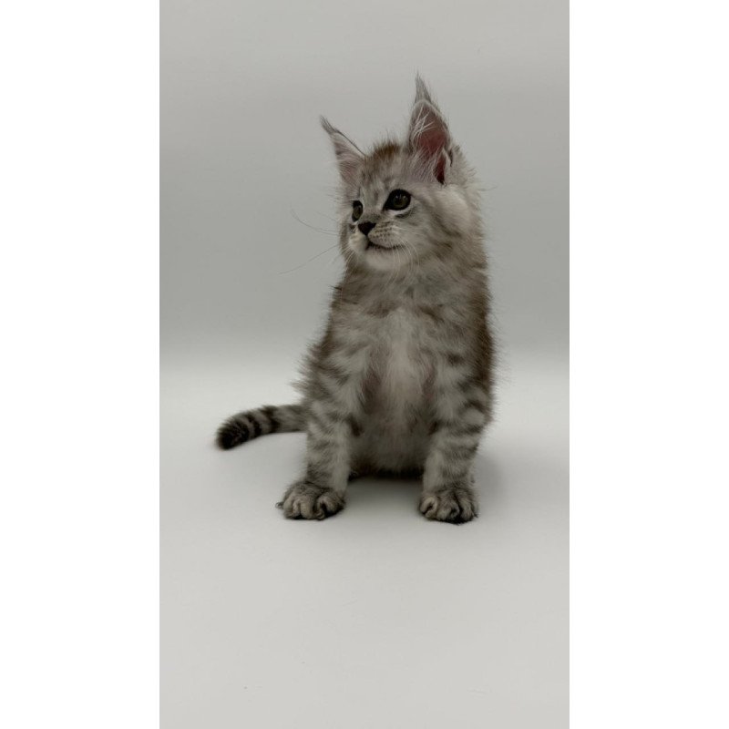 Maine Coon Million