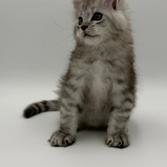 Maine Coon Million