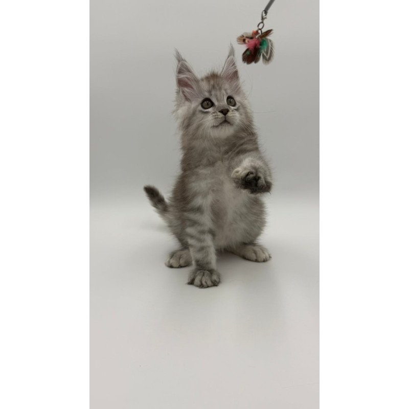 Maine Coon Million