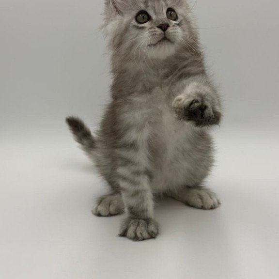 Maine Coon Million