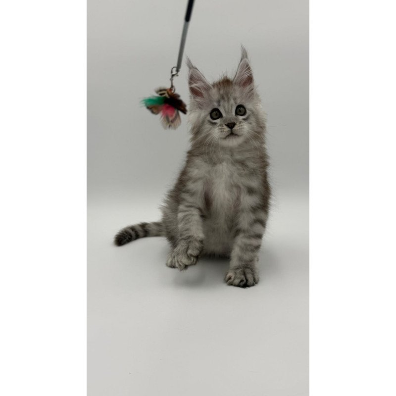 Maine Coon Million