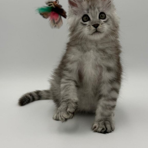 Maine Coon Million