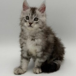 Maine Coon Mirage