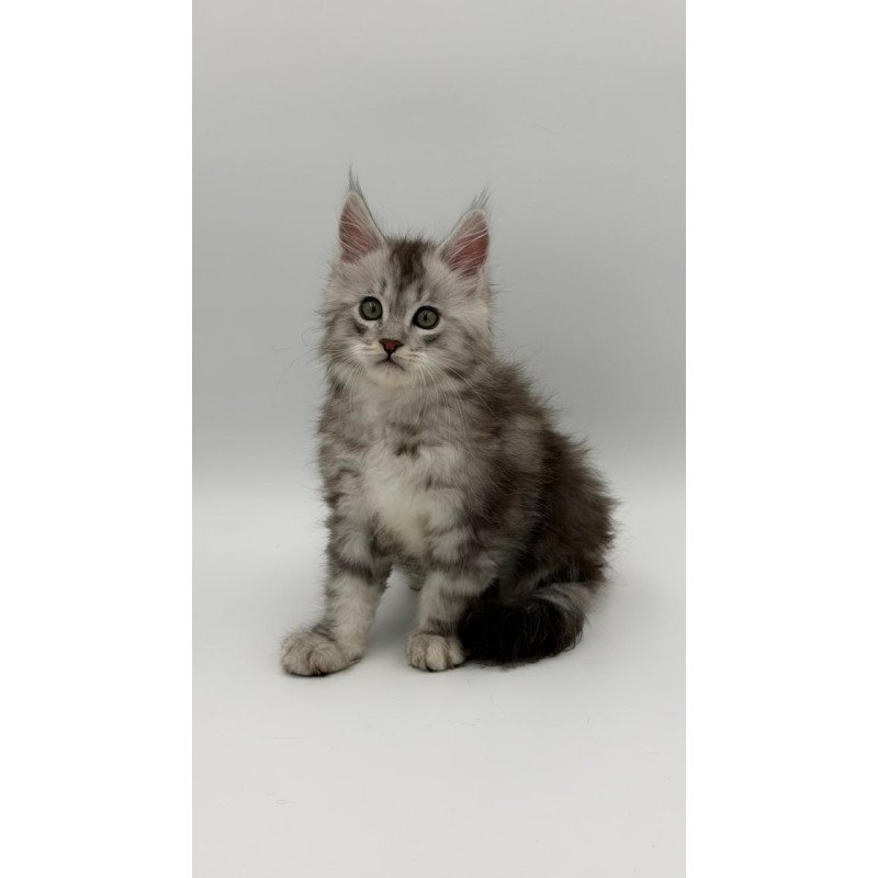 Maine Coon Mirage
