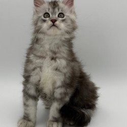 Maine Coon Mirage