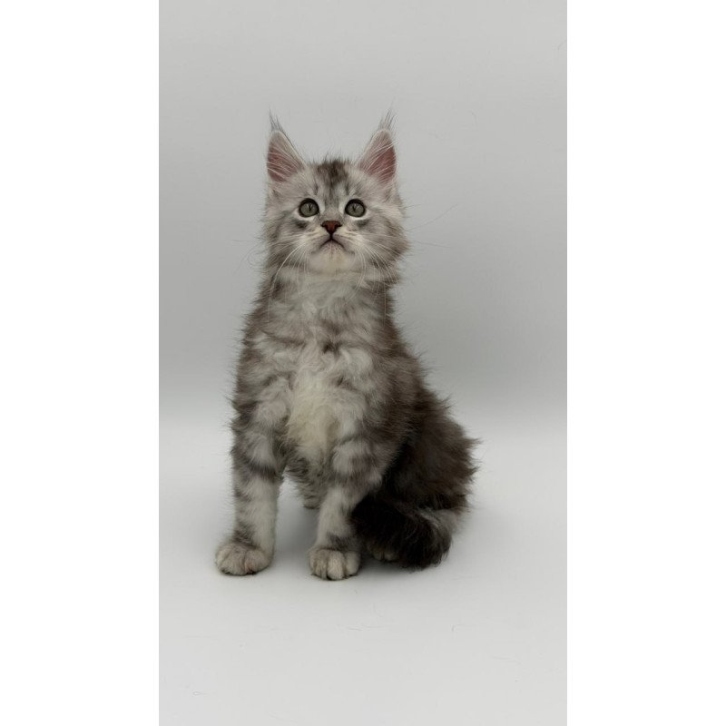 Maine Coon Mirage