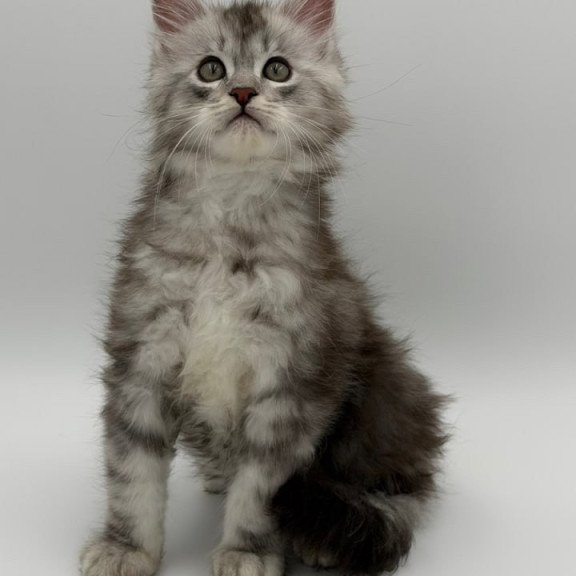 Maine Coon Mirage