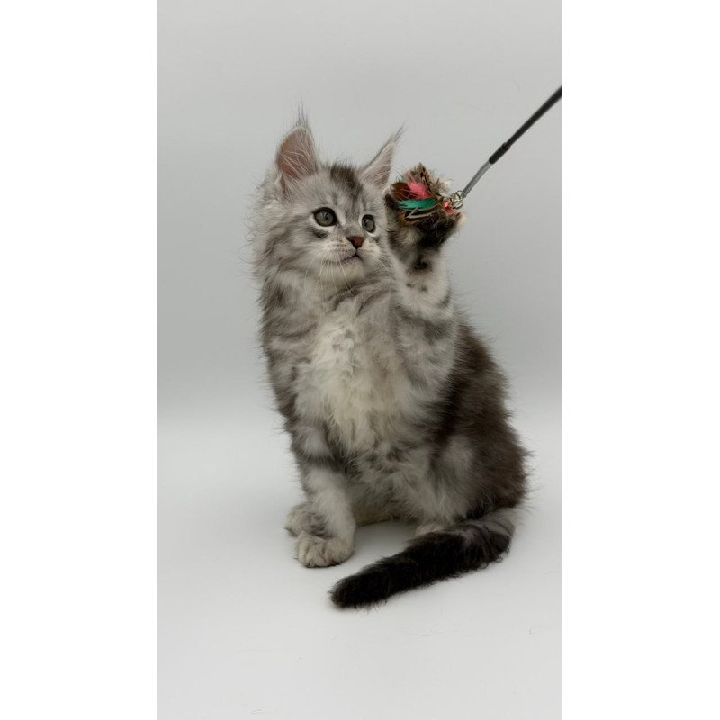 Maine Coon Mirage