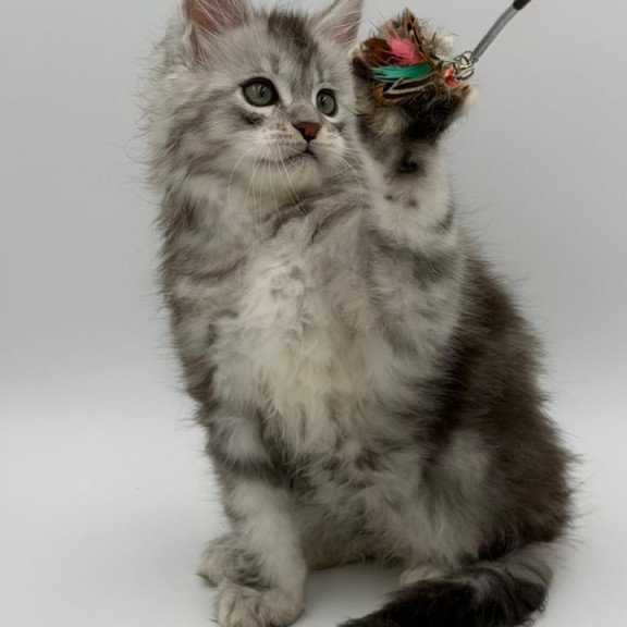 Maine Coon Mirage